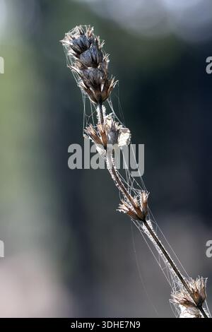 Macro di un gambo di fiori selvatici essiccati ricoperto da delicate ragnatele. Retroilluminato da luce soffusa su sfondo boschivo sfocato. Foto Stock