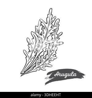 Set di illustrazioni a rucola Illustrazione Vettoriale