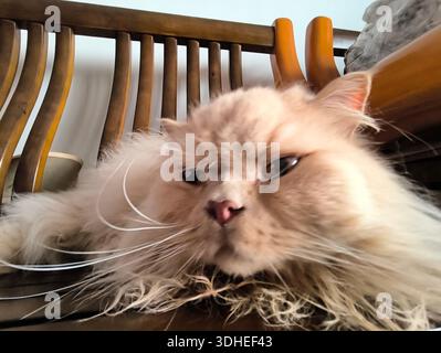 Soffice gatto persiano adagiato su sedia di legno, Ritratto ravvicinato Foto Stock