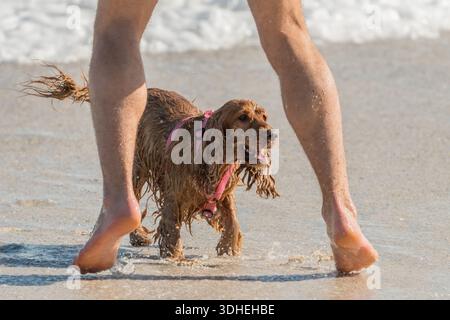 Cocker spaniel cane bagnato sulla spiaggia che gioca con il suo proprietario nel concetto di acqua di mare comportamento umano animale Foto Stock
