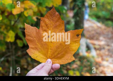 Foglia d'acero dorata nella foresta autunnale Foto Stock