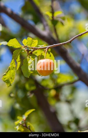 Colorata e vibrante prugna ciliegina Prunus cerasifera in un boschetto soleggiato in una proprietà rurale in Australia Foto Stock