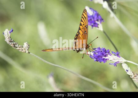 Primo piano estremo di una fritillaria arancione brillante, Foto Stock