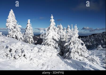 Le coperte di neve ricoprono alti alberi sotto un cielo azzurro e limpido sulle montagne polacche. Foto Stock