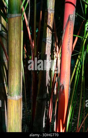 Cyrtostachys renda, palma rossetto, palma, palma rajah, palma rossa, palmo di cera ermetica rosso Foto Stock