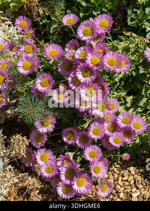 Graziosi fiori rosa Erigeron glaucus "Sea Breeze" / floricoltura "Sea Breeze" con foglie glaucous che crescono nei Barnsdale Gardens, Oakham, Rutland, Inghilterra, Regno Unito Foto Stock