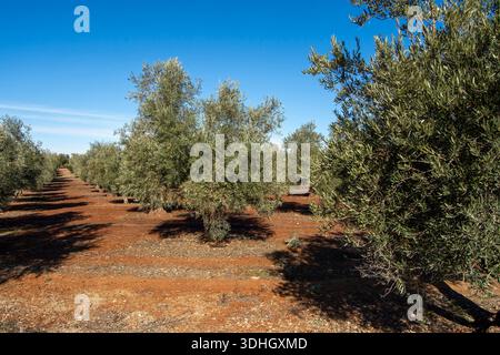 Olivos en olivar Mediterráneo de España de tierra roja. Foto Stock