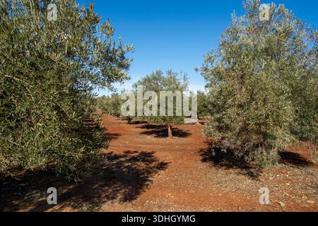 Olivos en olivar Mediterráneo de España de tierra roja. Foto Stock