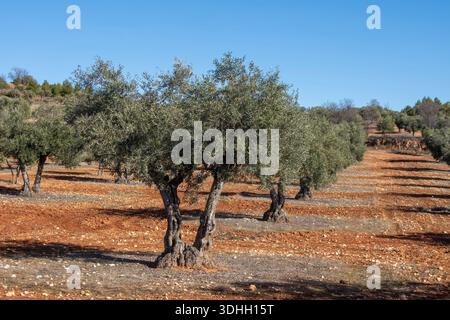 Olivos en olivar Mediterráneo de España de tierra roja. Foto Stock