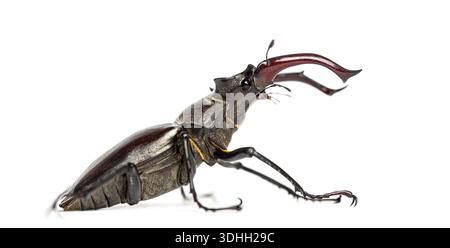 Il grande coleottero del cervo maschile, lucanus cervus, espone le sue importanti mandibole Foto Stock