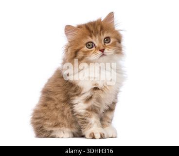 Soffice gattino britannico Longhair seduto e dall'aspetto curioso, isolato su sfondo bianco Foto Stock