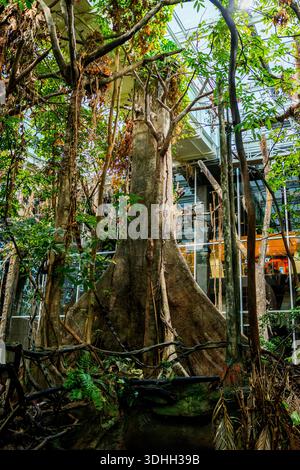 kapok tree o ceiba tree, albero tropicale della foresta amazzonica, vicino all'interno di un terrario con habitat amazzonico. biodiversità Foto Stock