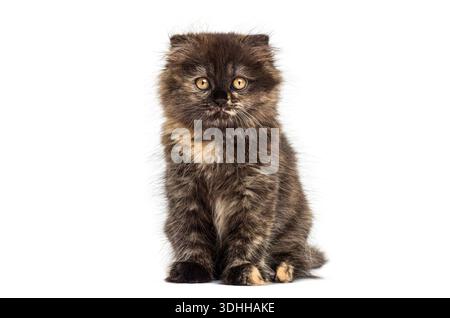 Adorabile gattino pieghevole dell'altopiano seduto e fissato, isolato su sfondo bianco Foto Stock