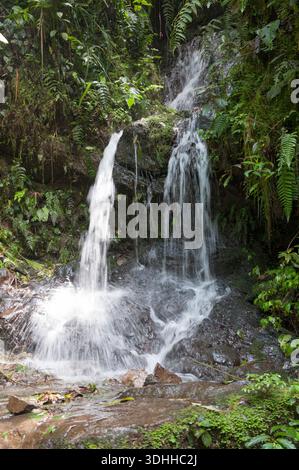 Mindo Ecuador Cloud foreste di Mindo (Bosque Protector Mindo Nambillo) cascata. Foto Stock