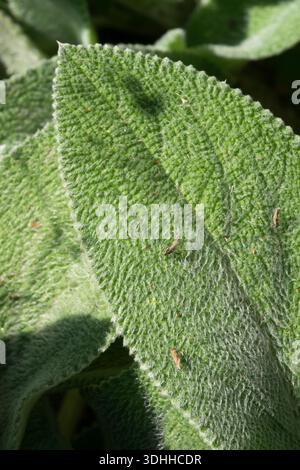 Agnelli orecchie, foglia, Stachys byzantina Foto Stock