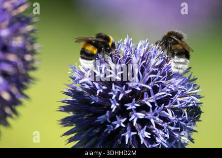Due Bumblebee, Large White Tailed Bumblebee Bombus lucorum, bumblebee Bombus Terrestris dalla coda Buff Foto Stock