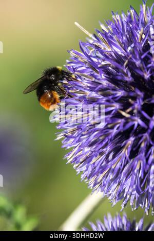 Bumblebee dalla coda rossa su Blue Globe Thistle Foto Stock