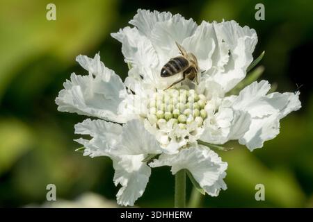 Scabiosa o pincushion Flower bee Foto Stock