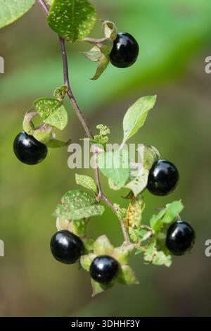 Frutti di bosco, Atropa belladonna, frutti velenosi Foto Stock