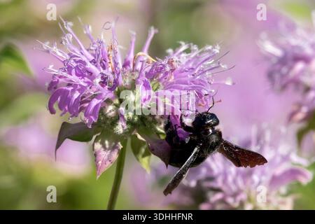 Primo piano di un falegname viola, Xylocopa violacea, che raccoglie nettare su un fiore di balsamo viola, Monarda. Foto Stock