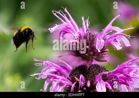 Un bumblebee (Bombus) che vola verso un fiore di balsamo viola (Monarda) in un giardino all'aperto su uno sfondo verde sfocato. Foto Stock