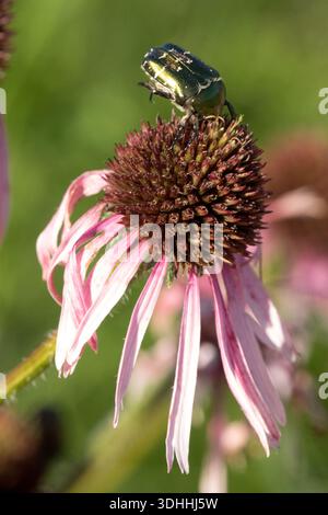 Uno scarabeo verde metallizzato a forma di rosa (Cetonia aurata) si trova al centro scuro di un fiorente coneflower viola pallido (Echinacea pallida) in un giardino. Foto Stock