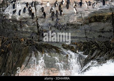 Pinguini di Macaroni (Eudyptes chrysolophus), Isole Willis, Georgia del Sud. Foto Stock
