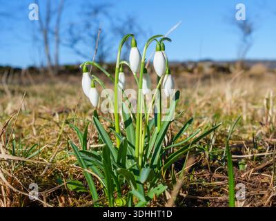 Nevicate in fiore all'inizio della primavera Foto Stock