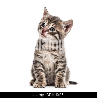 Adorabile gattino tabby seduto e guardato curiosamente in alto con la testa inclinata su uno sfondo bianco Foto Stock