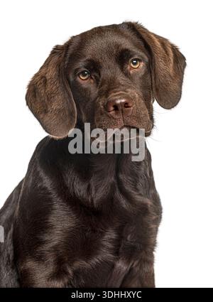 Cucciolo di labrador retriever marrone con occhi caldi, foto in studio Foto Stock