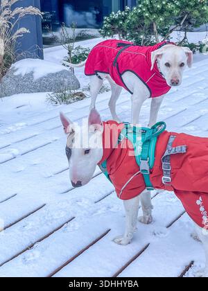 Due cani, un Bull Terrier e un Labrador, sono vestiti con cappotti invernali luminosi su un ponte di legno innevato con piante sullo sfondo durante l'inverno Foto Stock