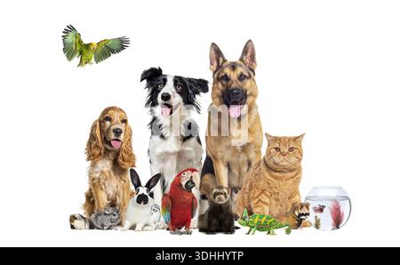 Diversi gruppi di animali domestici, tra cui cani, gatti, uccelli, pesci e piccoli mammiferi Foto Stock