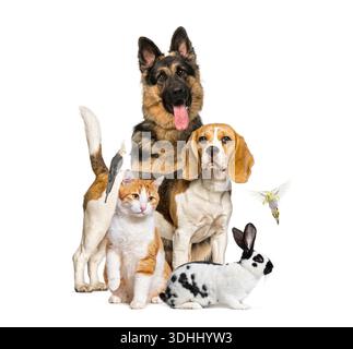 Animali domestici, tra cui cani, gatti, conigli e uccelli che si posano insieme su sfondo bianco Foto Stock