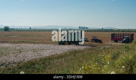 Macchine industriali per la raccolta del cotone in un campo Foto Stock