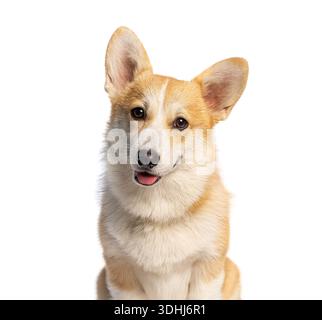 Pembroke gallese cucciolo di corgi che guarda la fotocamera con un'espressione felice Foto Stock