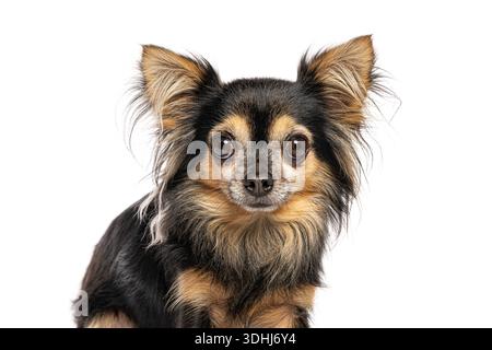 Ritratto in studio del cane chihuahua a pelo lungo nei colori nero e abbronzatura Foto Stock