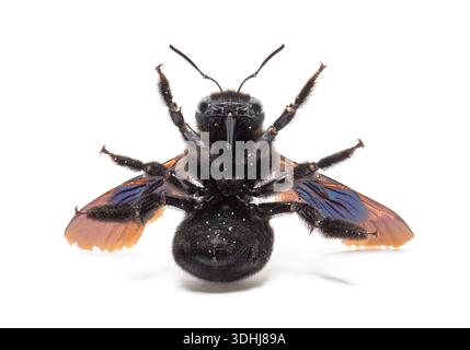 Ape da falegname viola, xylocopa violacea, vista ventrale su sfondo bianco Foto Stock