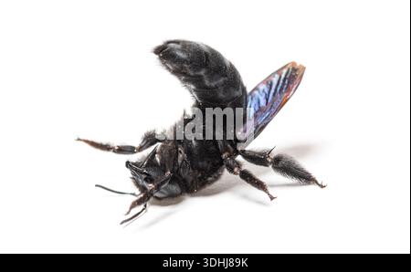 Ape carpentiere viola, xylocopa violacea, sulla schiena isolata su bianco Foto Stock