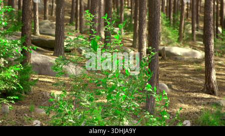 Giovani alberelli tra i pini maturi, freschi germogli verdi sbocciano nel sottobosco della Sunny Forest Foto Stock