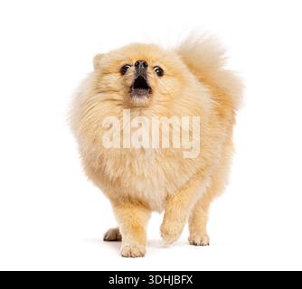 Soffice cane della pomerania che abbaiano o urlano, guardando verso l'alto con un'espressione sorpreso Foto Stock