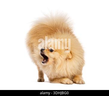Cane della Pomerania con pelliccia soffice che abbaiano, allungando il suo corpo e guardando in alto Foto Stock