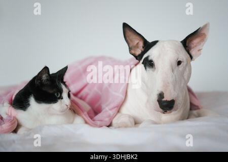 Calm Bull Terrier e Cat si rilassano insieme a casa Foto Stock