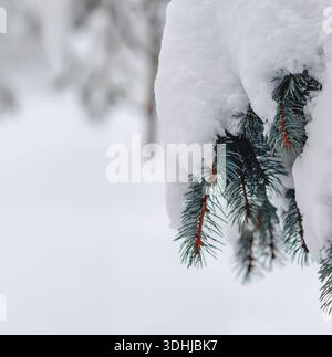 Neve su abete rosso blu. Albero di Natale. Rami di conifere innevate primo piano. Sfondo invernale naturale. Stagione invernale, periodo freddo. Conifere innevate Foto Stock