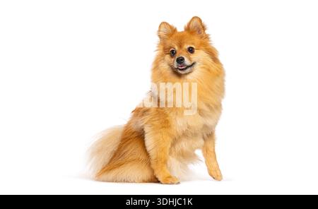 Il simpatico cane spitz della pomerania guarda la macchina fotografica mentre è seduto sul bianco Foto Stock