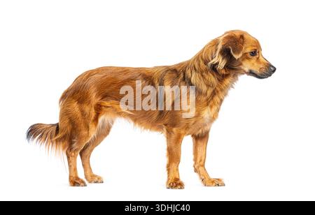 Cane di razza mista marrone in piedi su sfondo bianco, guardando attentamente a destra Foto Stock