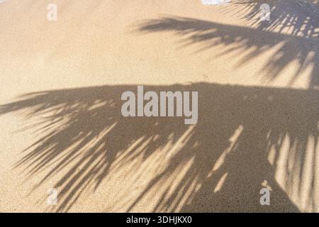 L'ombra di una palma si estende attraverso la sabbia dorata di Anaho Beach, Nuku Hiva, Polinesia francese, creando un'atmosfera tropicale e serena Foto Stock