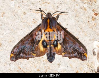 La falena della Sfinge dagli occhi piccoli (Paonias miyops) che poggia su cemento, attratta dalla luce del portico di notte. Foto Stock