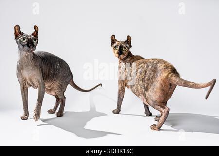Un ritratto in studio di due gatti Sphynx elfi femmine su sfondo bianco. Foto Stock