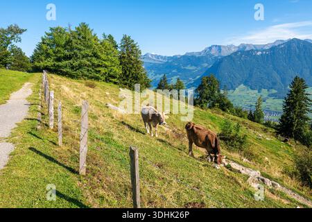 Due mucche pascolano su una collina di Burgenstock in Svizzerazia con una vista panoramica sulle montagne. Foto Stock