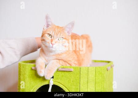Donna che accarezza le mani gatto zenzero che lecca casa. Foto Stock
